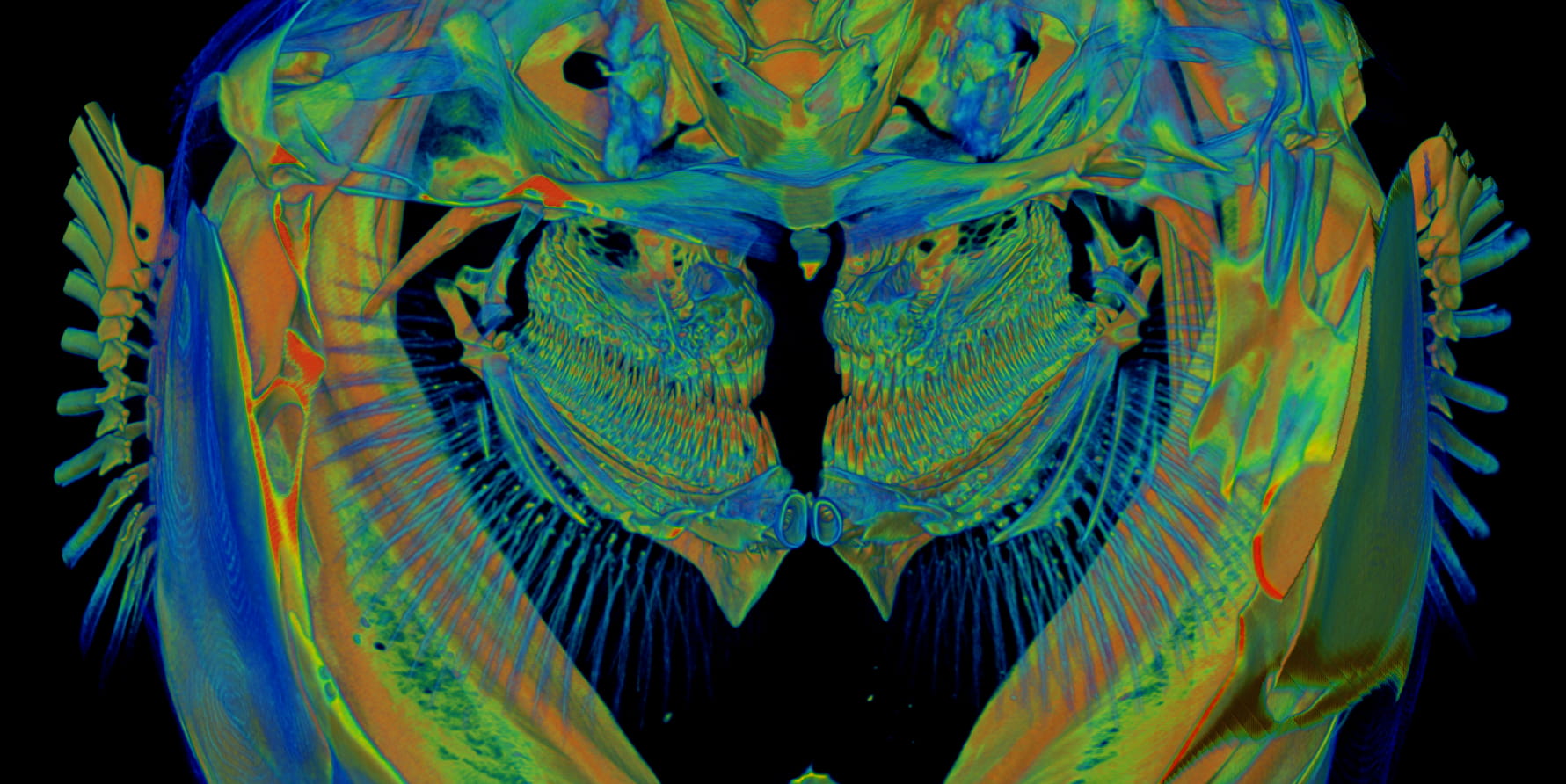 Image of MicroCT image of medaka gills.